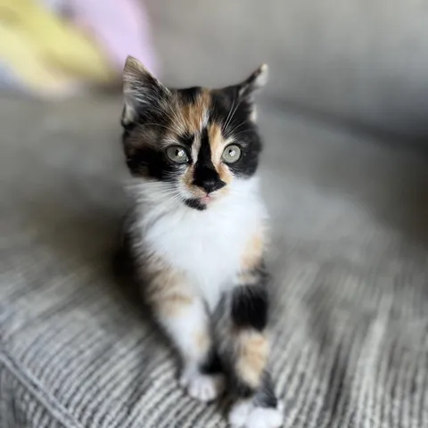 She’s finally here 🖤🧡🤍