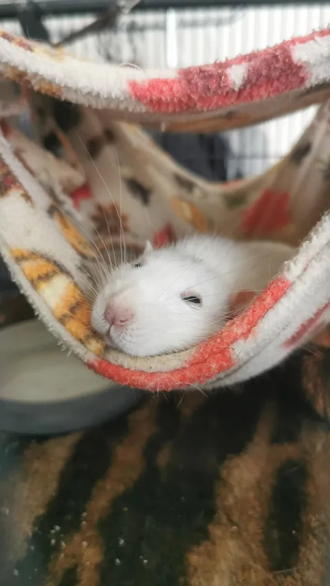 My boy Manki turned from black to white (ignore his big feet)