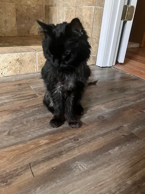 My ugly little 3lb senior kitty