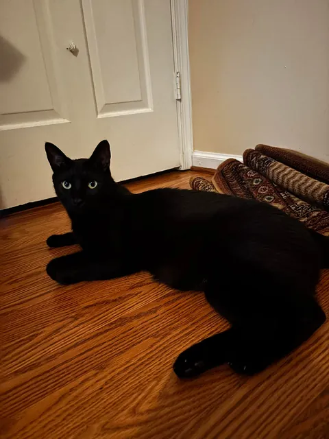 Is my cat fat or just big??