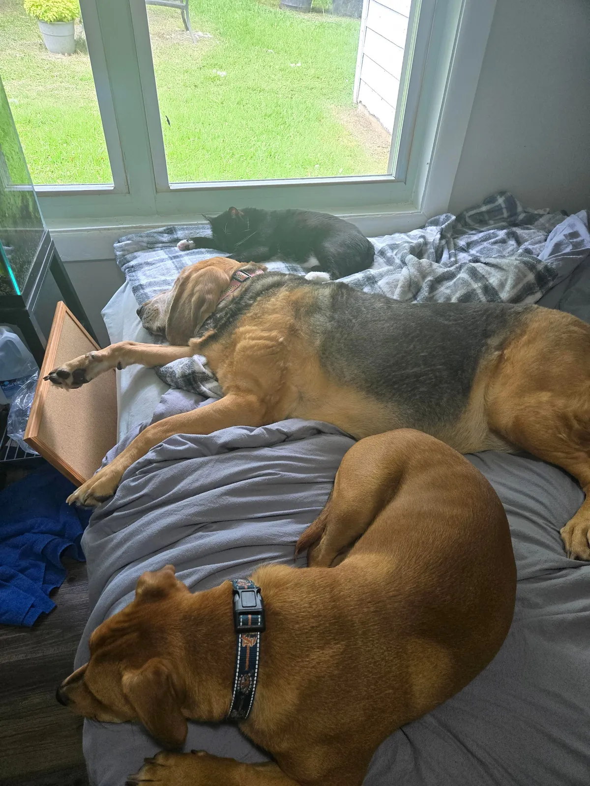 I've only has her for a year but I love this old girl so much! Her name is Gemma and she's about to be 11.