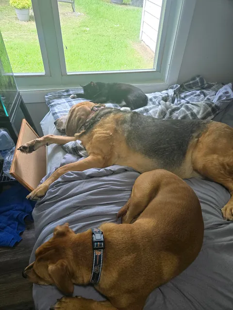 I've only has her for a year but I love this old girl so much! Her name is Gemma and she's about to be 11.