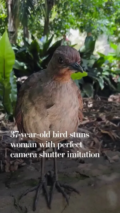 -“A superb lyrebird named Nova left a woman stunned after it approached her at the Adelaide Zoo in Australia and started making camera shutter noises.”
