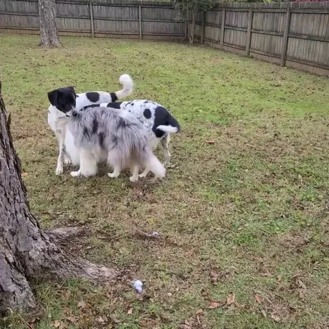 Floofy derp gets jumped by the Cookies &amp; Cream Crew™