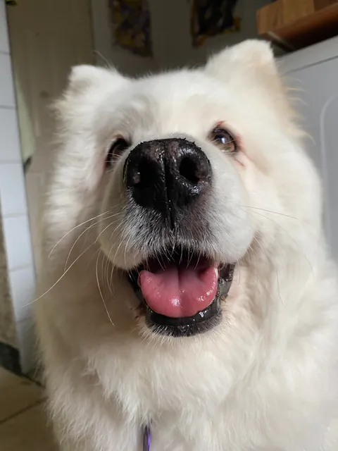 This is Esther, she’s a Samoyed rescue. She’s a sweet polar bear 🐻‍❄️