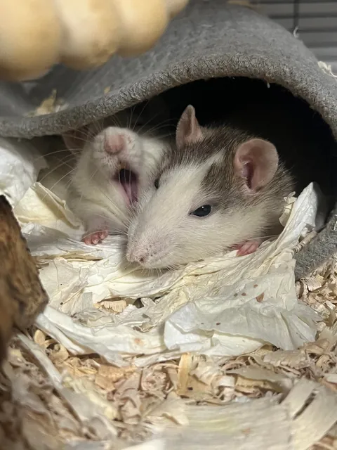 Mama Rat Appreciation Post