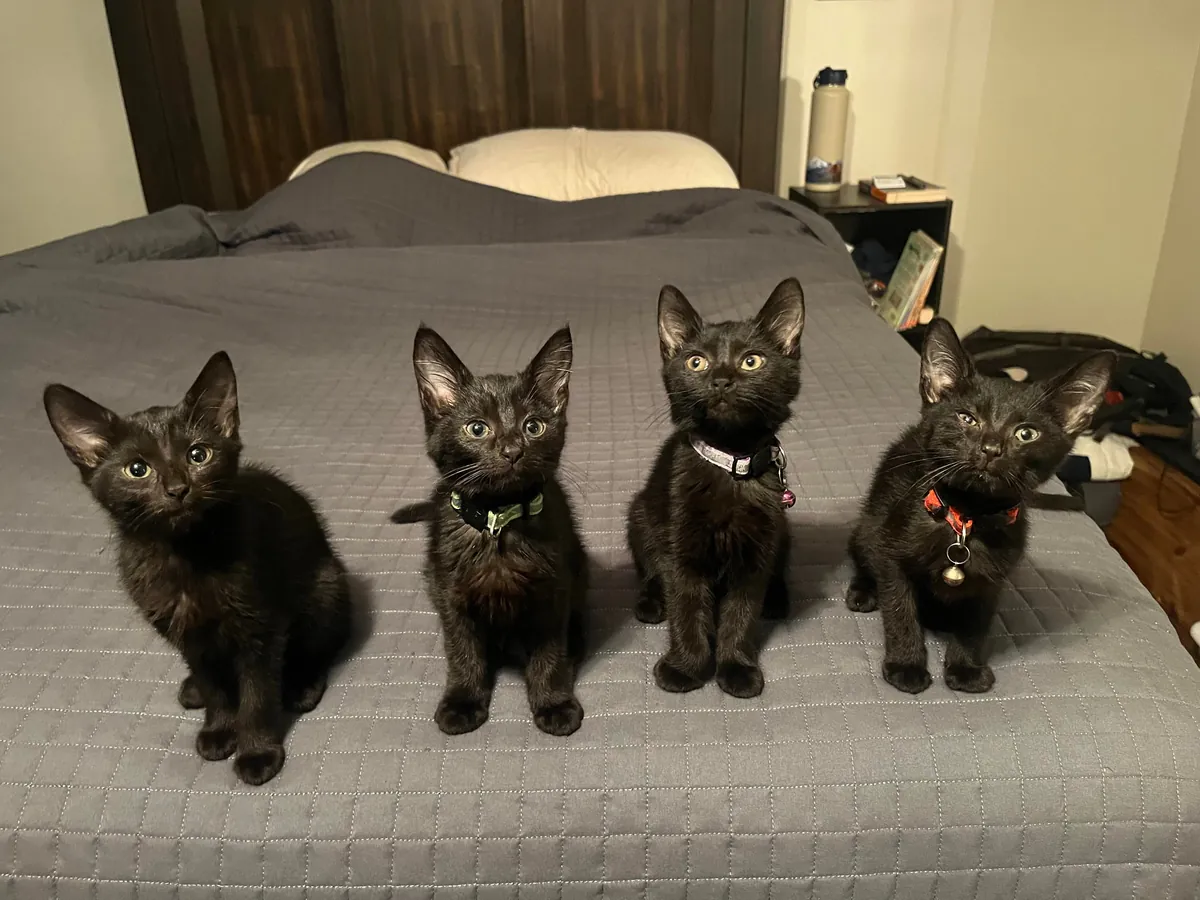 1 year ago I took in a mama and her voidlings to “foster”