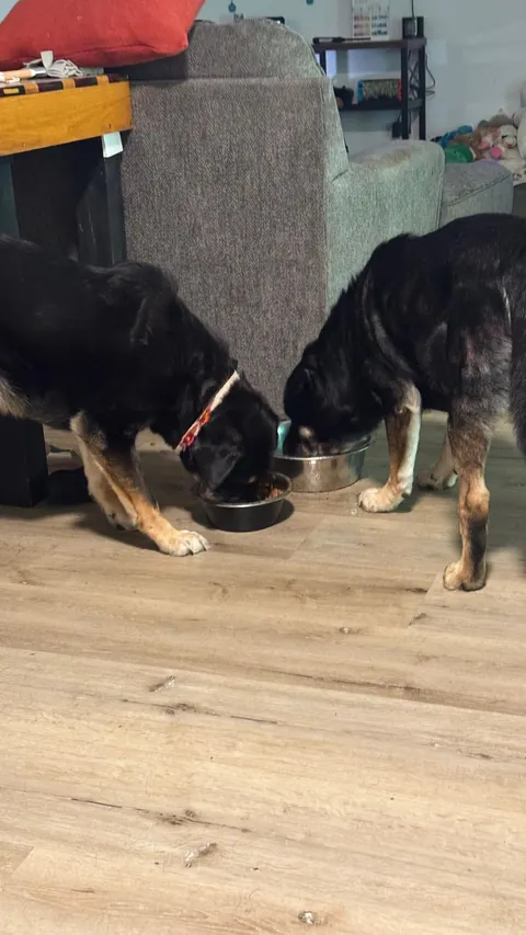 Came across a dog who was in the shelter, turns out it's my dog’s sister! Now they are inseparable! (Swipe!)(OC)