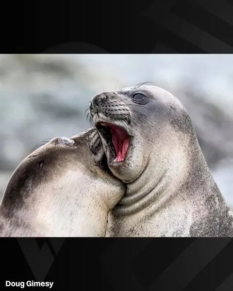 The finalists for the 2026 Nikon Comedy Wildlife Awards have officially been announced, bringing together some of the funniest and most perfectly timed moments from the animal kingdom