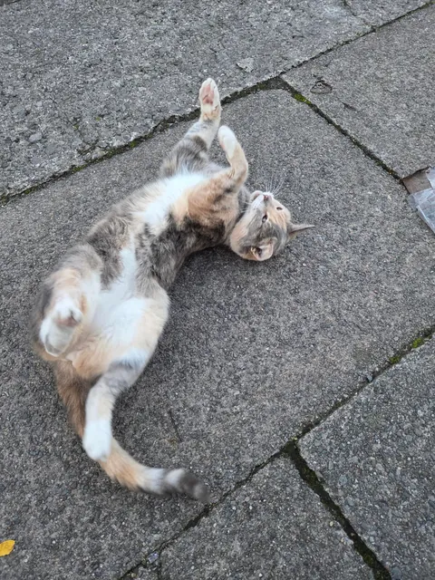 saw this beautiful lady on my way home from work 💖