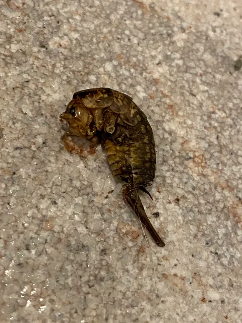 Wtf is this? Found in my basement while vacuuming