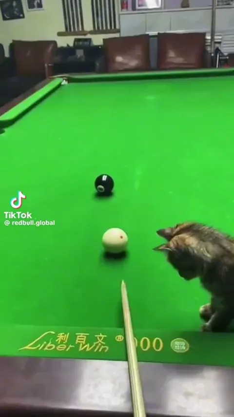 Cats are billiard buddies