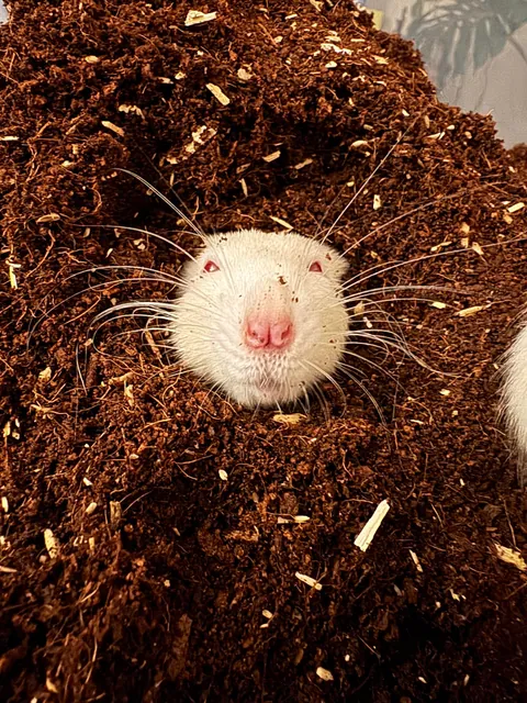 Discovered what little Martin wants. It’s to be completely covered with dirt.