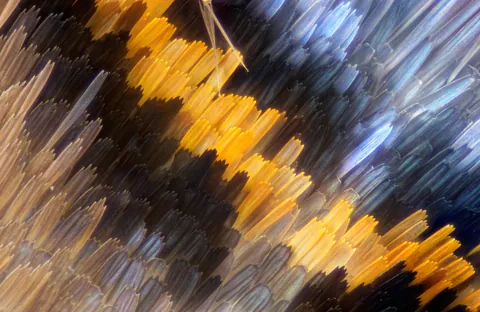 The scales on a moth's wing, magnified quite a lot