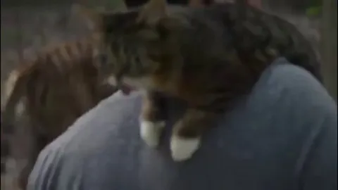 Domestic cat is introduced to a pair of tigers
