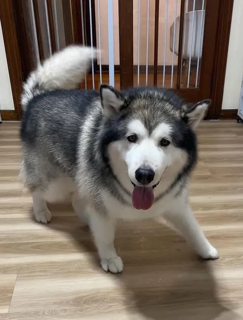 Every time I take off my shoes, this happens. I think he wants me to chase him.