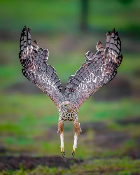 wildlife photography from the Indian wilderness