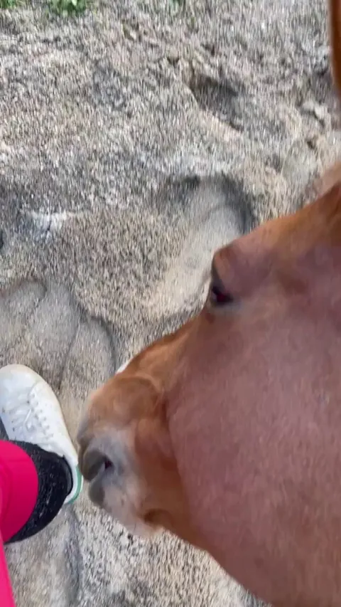 What a playful horse