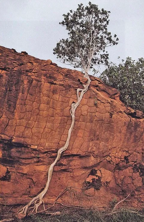 🔥 A tree with some serious will to live 🔥