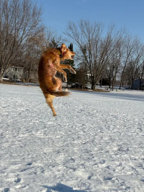 Apple is a real life air bud. Also, scroll to the end for a laugh 🤭