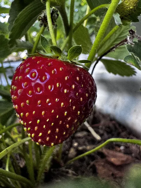 Late August Strawberries