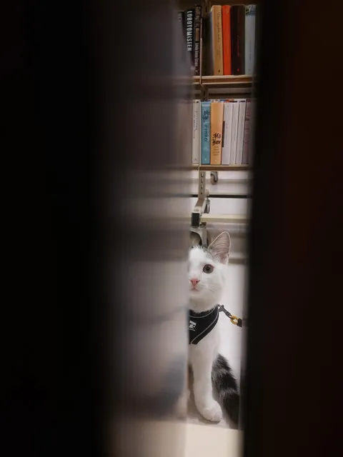 Library kitty update: He was caught sleeping on the job and stalking the visitors.