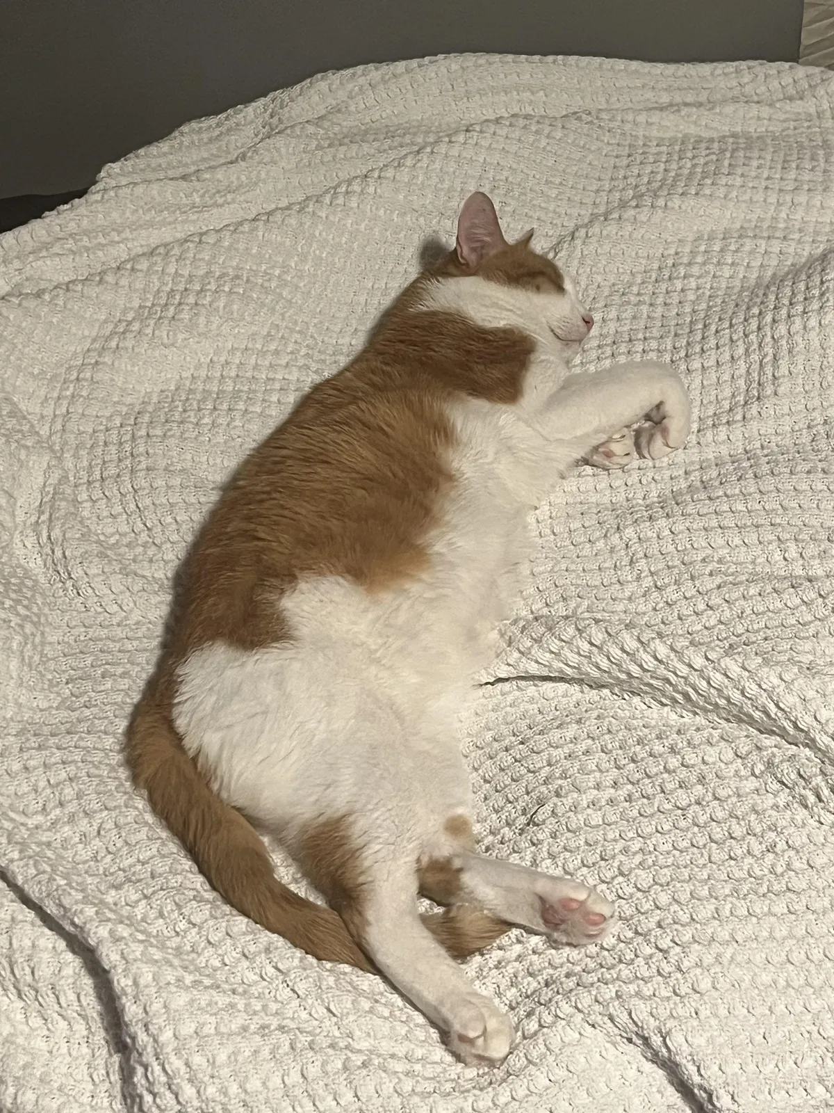 What is with my orange cat he meows at my door I let him in 5 seconds later he wants out and then he wants back in here is the mighty Wilbur