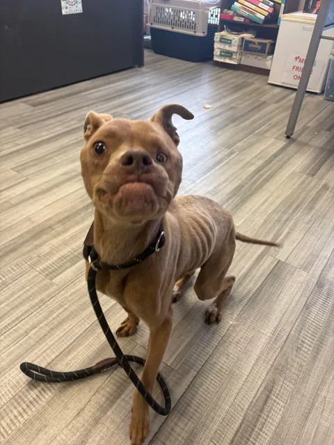 Animal control picked up this boy near me and now he’s in foster. Are you kidding me?! Look at that sweet face omg