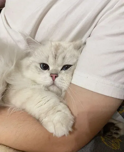 the little paw holding.