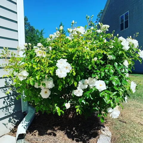 My knockout rose bush that’s had white roses for the past 7 years suddenly has red blooms. Any ideas as to why?