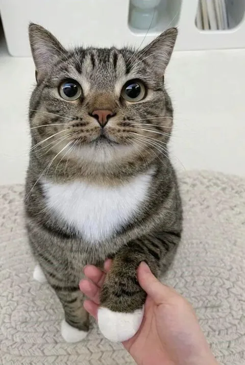 Polite Cat 🥰🥰🥰