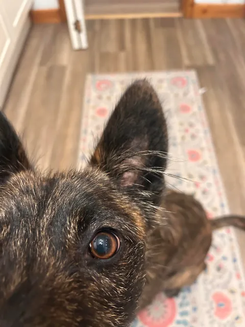 Gary’s ear tufts- why does he have them? I welcome both stupid and non-stupid answers