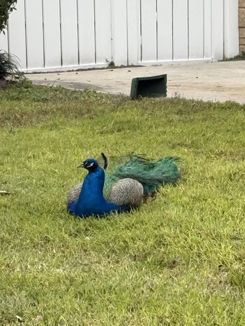 Distinguished gentleman i stumbled across in my yard.