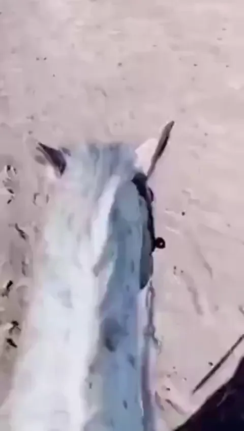 unexpected hitchhiker