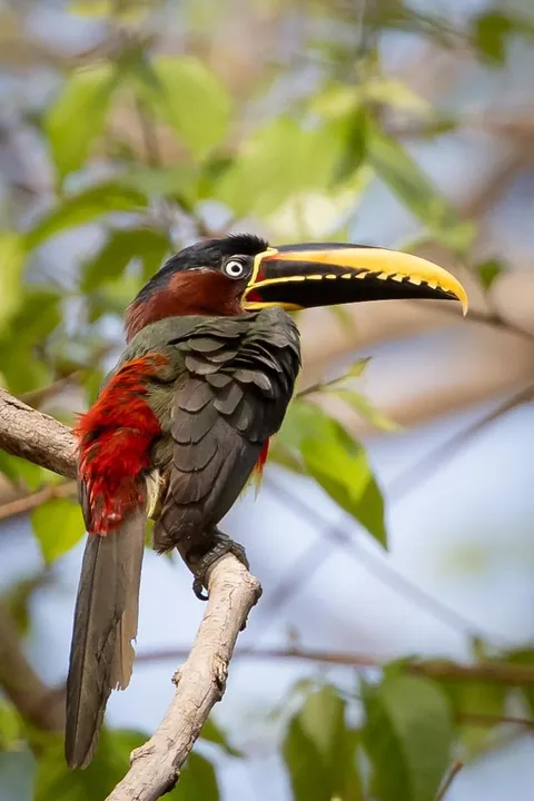 Self Drive Trip along the Transpantaniera Highway in the Brazilian Pantanal
