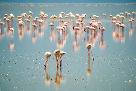I took my 17 year old nephew to Tanzania. We found two boda-boda drivers in Arusha who let us hire their bikes, but not them. Rode up to Lake Natron. Flamingos!