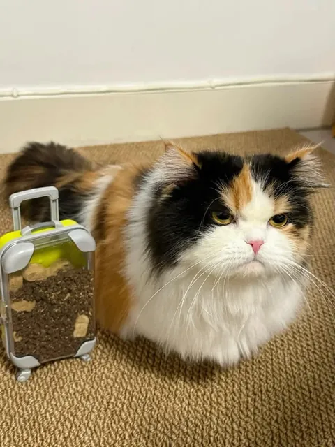 😾: I’m ready for vacation hooman !