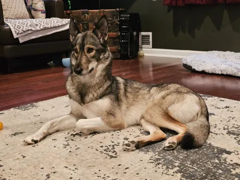 Sometimes its a huskeroo, sometimes it's a coyote and I've even had one or two people ask if she's part wolf 🤣