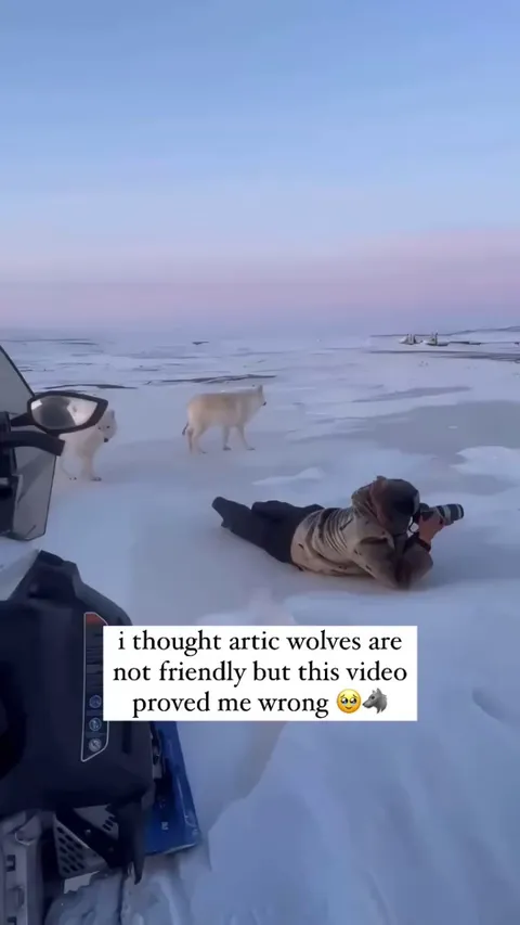 The wolves were like “ oh u taking photos , I could be model “ 😂