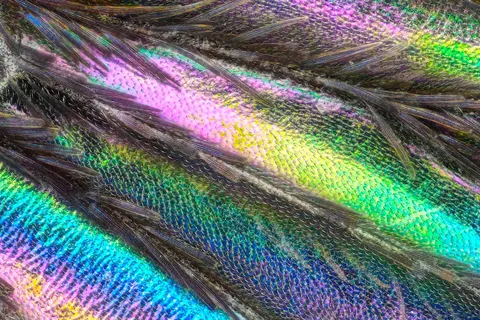 🔥 This is the wing of a mosquito that tried to bite me