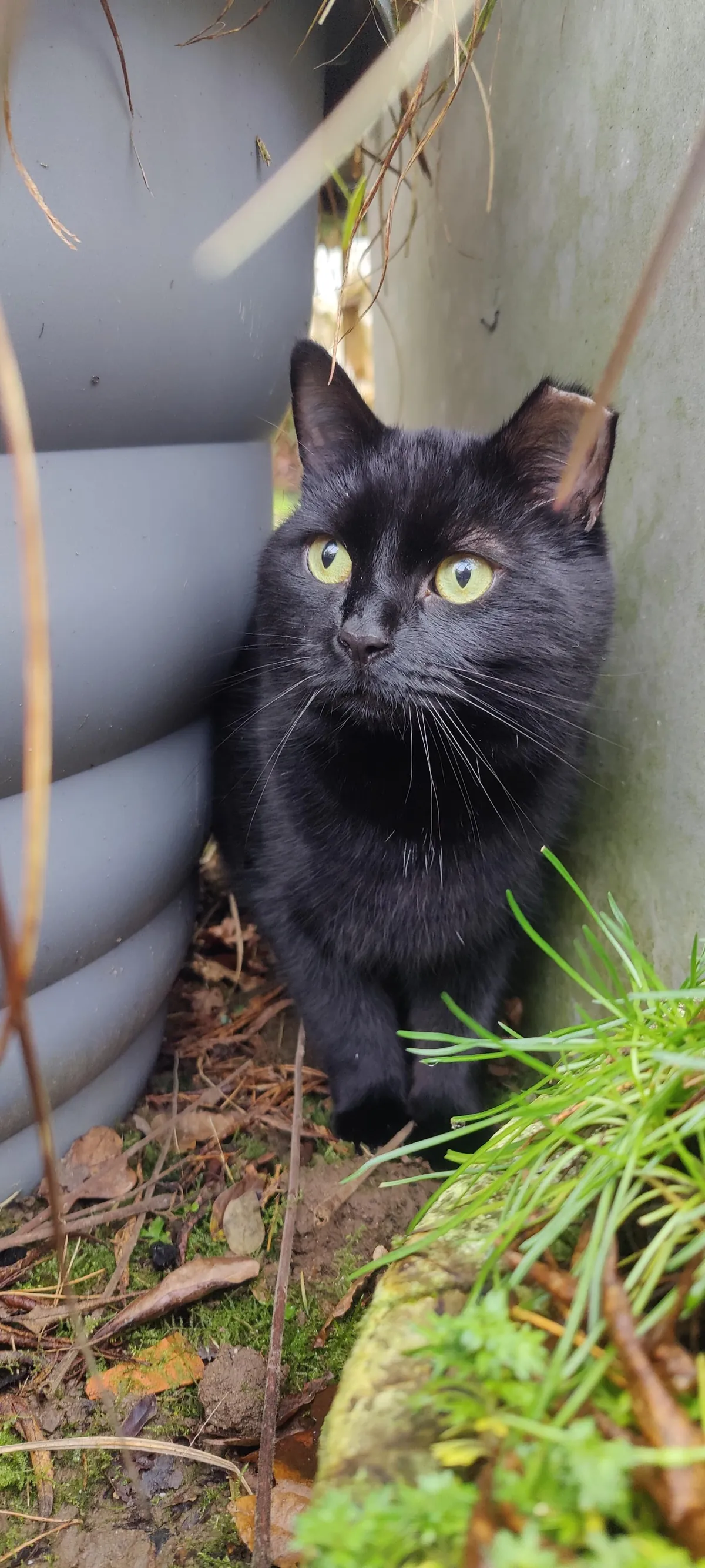 Enjoying his favourite box &lt;3