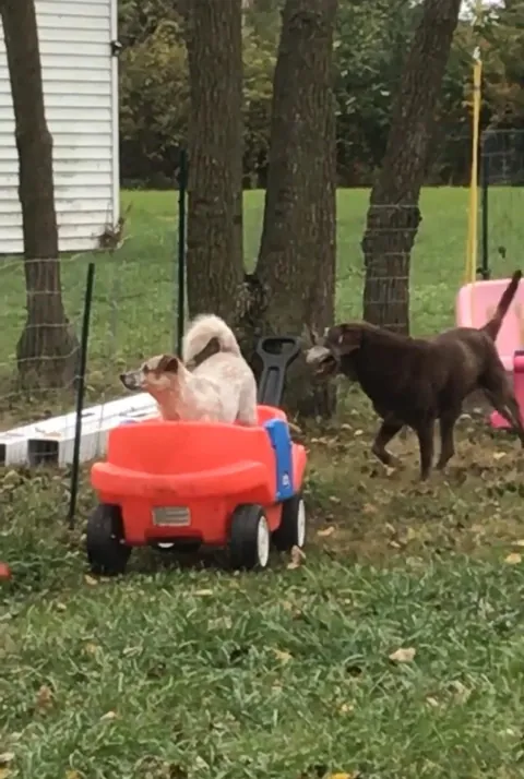 More pictures of Chief being unapologetically himself