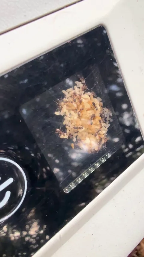 Ants chose the digital display on my camping refrigerator to stack their eggs.
