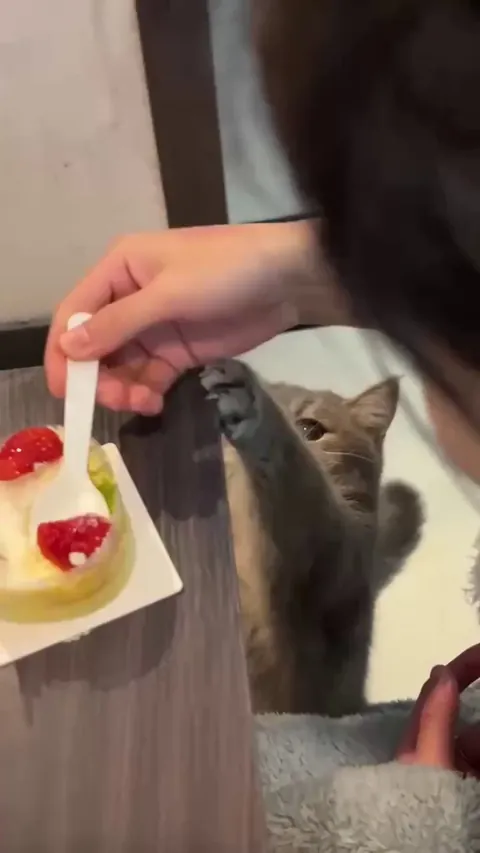 She’s not begging… she’s negotiating 😼