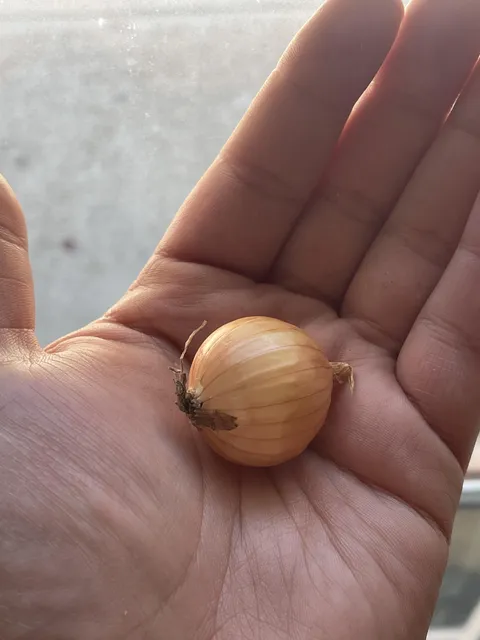 My first onion ever!