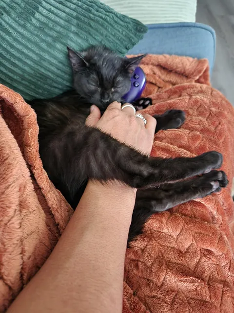 Anyone else have a cuddle bug?