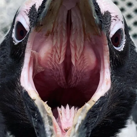 A look inside the mouth of a penguin.