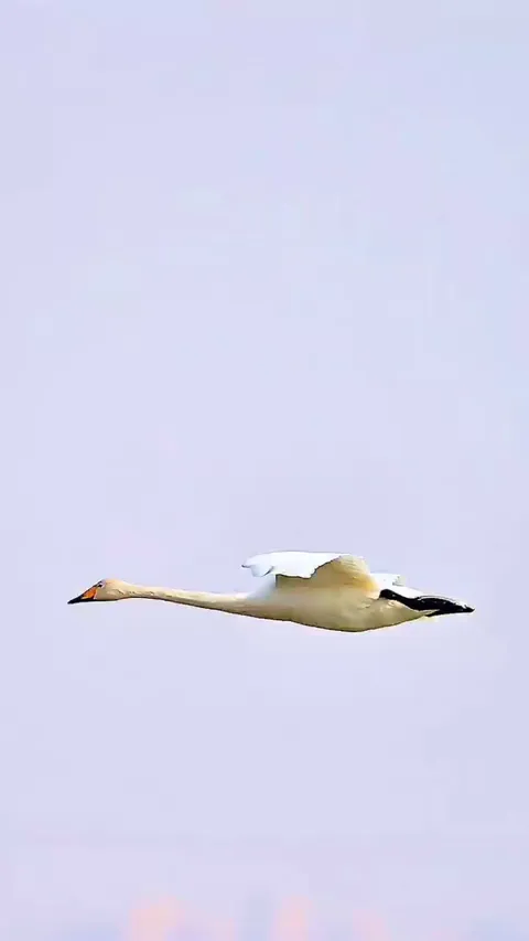 🔥 Landing reminds me of that beautiful aircraft that no longer flies. Graceful