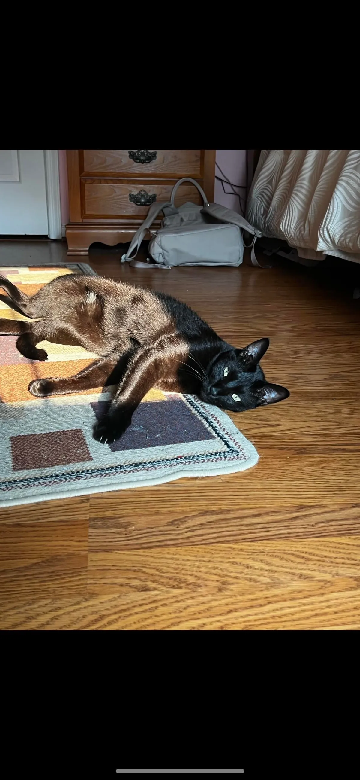 Is my cat fat or just big??