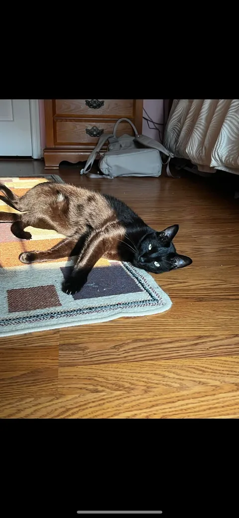 Is my cat fat or just big??